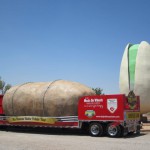 Largest Pistachio Nut- Alamogordo, NM
